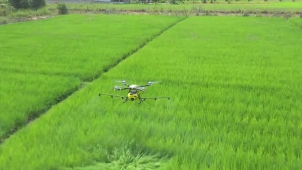 Agriculture Drone Technology Robot Farmer Remote Spray Chemical Water Paddy — Stok Video