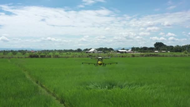 Agriculture Drone Technology Robot Farmer Remote Spray Chemical Water Paddy — Video Stock