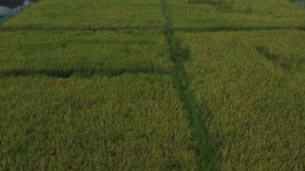 Yellow Paddy Rice Field Drone View Ready Harvest — ストック動画