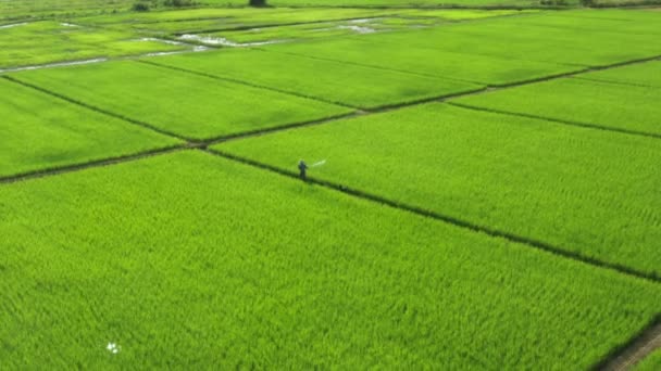 Thai Farmer Spraying Fertilizer Water Pesticides Paddy Rice Field — Stockvideo