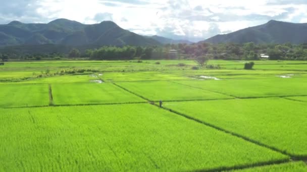 Thai Farmer Spraying Fertilizer Water Pesticides Paddy Rice Field — Stok video