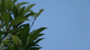 Tree leaves and branches are moved by the wind with empty blue sky background for Copy Space beside.