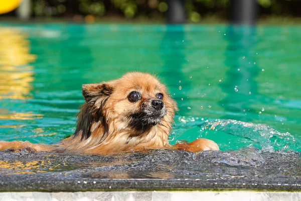 pomeranian dog is swimming in the green pool in the afternoon with water splash.