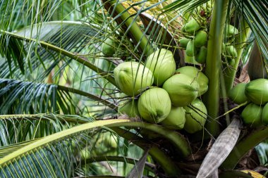 coconut tree, Cocos nucifera is a member of the palm tree family, Arecaceae and the only living species of the genus Cocos.