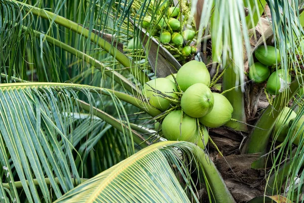 coconut tree, Cocos nucifera is a member of the palm tree family, Arecaceae and the only living species of the genus Cocos.