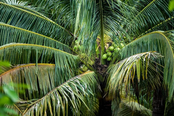 coconut tree, Cocos nucifera is a member of the palm tree family, Arecaceae and the only living species of the genus Cocos.