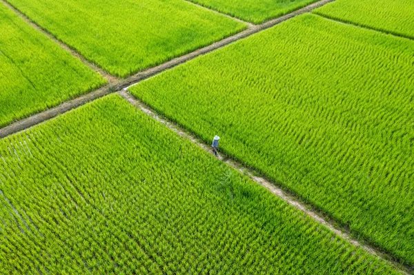 Όμορφο Ορθογώνιο Πράσινο Paddy Rice Field Από Drone View Ταϊλάνδη — Φωτογραφία Αρχείου