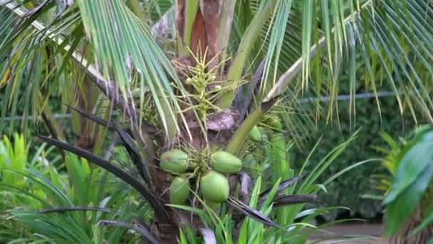 Coconut Tree Cocos Nucifera Member Palm Tree Family Arecaceae Only — Stockvideo