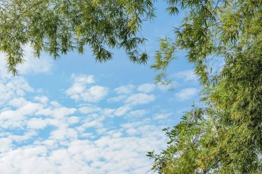 Güneşli bir günde, arka planda bulutlarla dolu bir gökyüzü olan bir bahçedeki bambu ağacından dal ve yaprak..