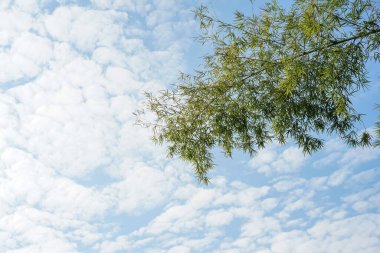 Güneşli bir günde, arka planda bulutlarla dolu bir gökyüzü olan bir bahçedeki bambu ağacından dal ve yaprak..