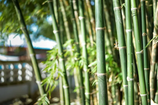 Zblízka Pohled Skupinu Blízkosti Bambusových Stromů Slunném Venkovním Prostoru — Stock fotografie