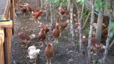 Tayland 'ın Tarım Bölgesi' ndeki kahverengi tavuk yerde yemek yiyor..