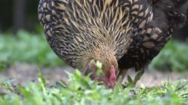 Tayland 'ın Tarım Bölgesi' ndeki kahverengi tavuk yerde yemek yiyor..