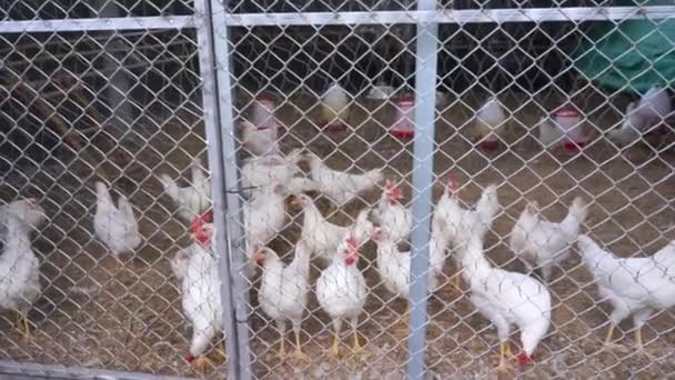 Κοτόπουλο Leghorn Στην Περιοχή Καλλιέργειας Ταϊλάνδη Χώρα — Αρχείο Βίντεο