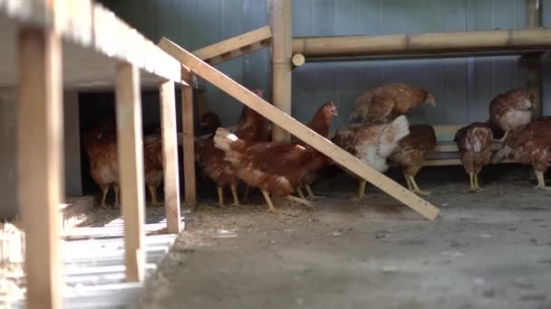 Barna Csirke Mezőgazdasági Területen Thaiföld Ország Esznek Takarmány Élelmiszer Padlón — Stock videók
