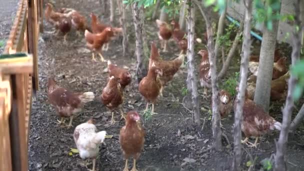 Hnědá Kuřecí Oblasti Farmy Thajsko Země Jedí Krmení Potravin Podlaze — Stock video