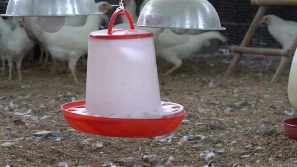 Leghorn Kuřata Zemědělské Oblasti Thajsko Země — Stock video