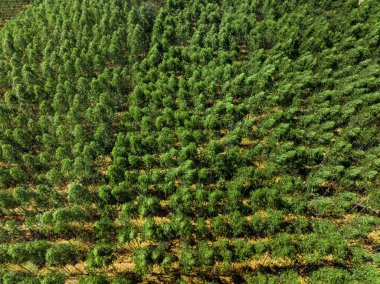 Tayland, Kanchanaburi bölgesindeki yeşil okaliptüs alan bölgesinin kuş bakışı görüntüsü. İnsansız hava aracı tarafından çekiliyor.. 