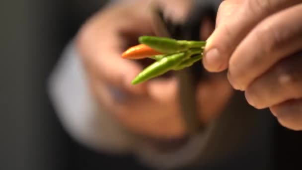 专业厨师在木制切菜板上用厨房剪刀切鸟眼辣椒柄 — 图库视频影像
