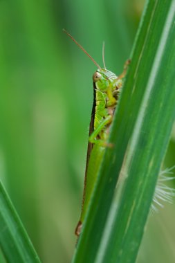 Çekirge yaprağı üzerinde