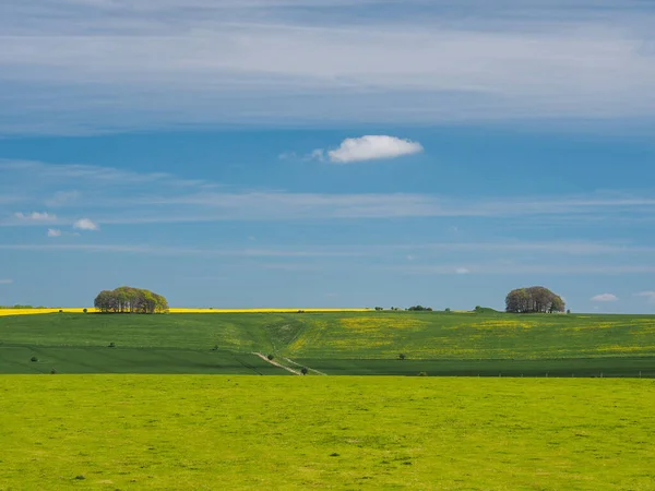 Весенний вид зеленых полей на желтые рапсовые семена и деревья, Эйвбери, Уилтшир — стоковое фото