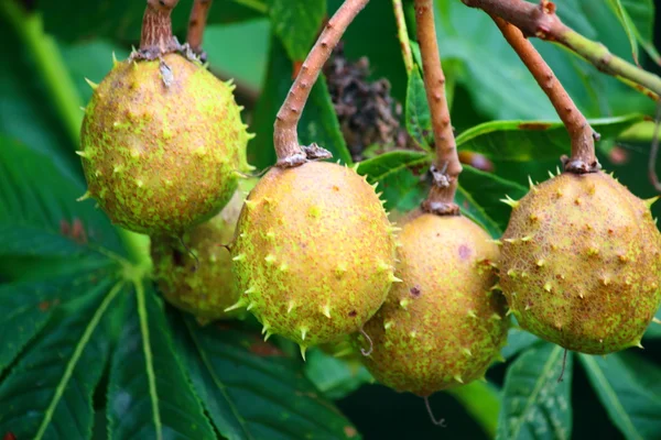 Chestnut branch — Stock Photo, Image