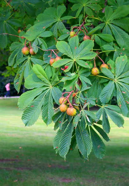 Chestnut branch — Stock Photo, Image