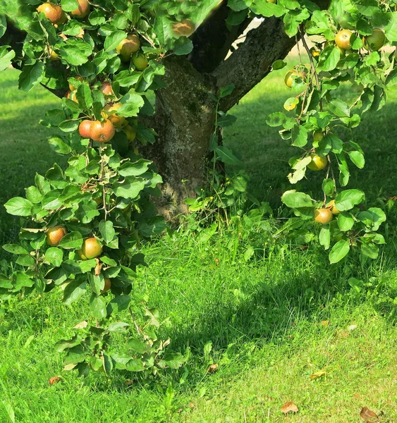 Ein Apfelbaum in der freien Natur — Stockfoto