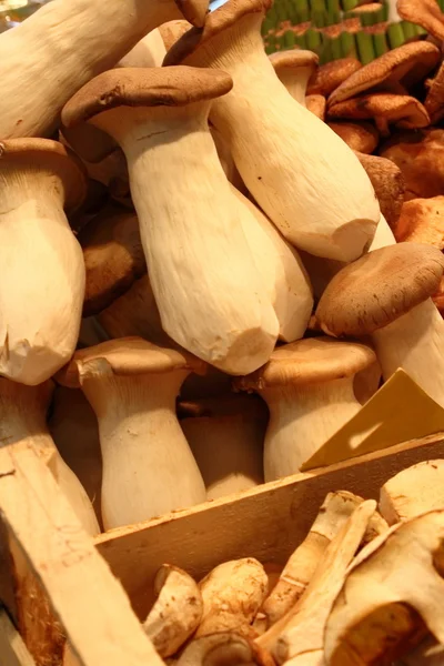 Fresh mushrooms — Stock Photo, Image