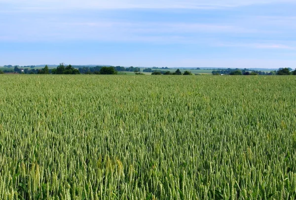 谷物种植的小麦田里 — 图库照片