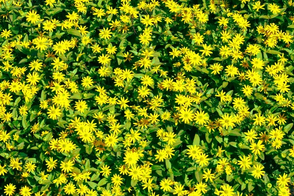 黄色的花朵 — 图库照片