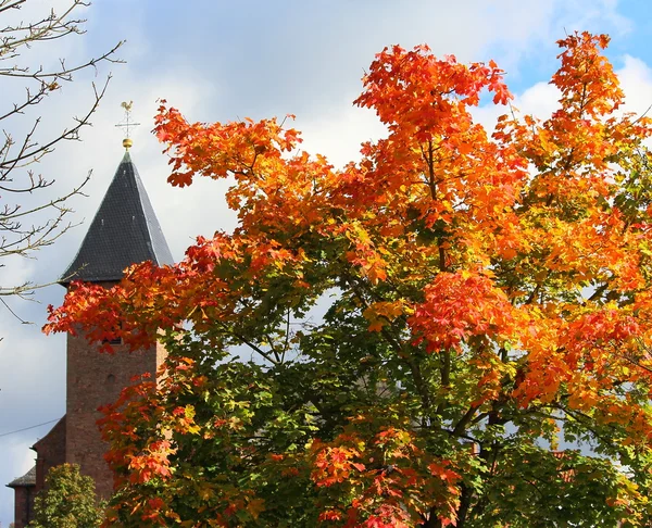 Autumn tree — Stock Photo, Image