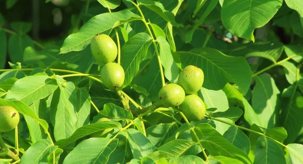 Волоських горіхів дерева — стокове фото
