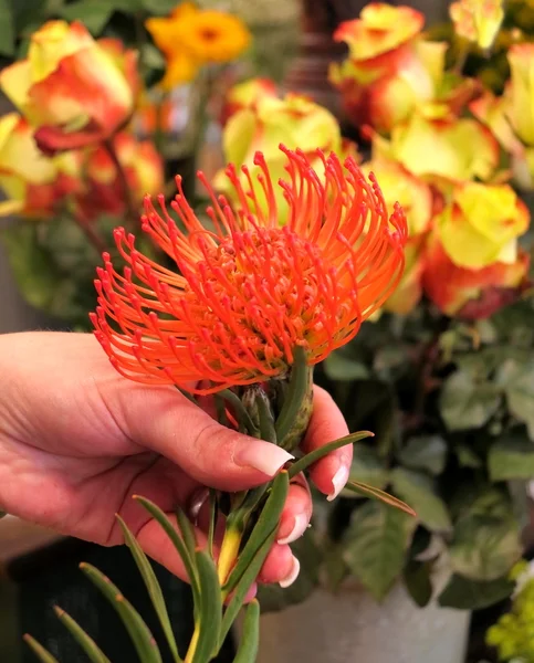 Червона квітка protea — стокове фото