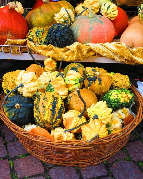 Colorful pumpkins in basket — Stock Photo, Image