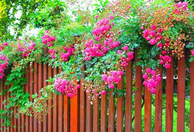 çit, pembe Gül