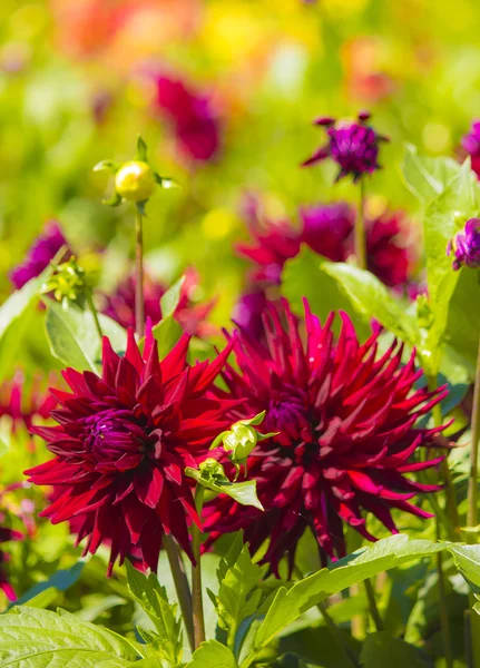 Dahlie in roter Farbe — Stockfoto