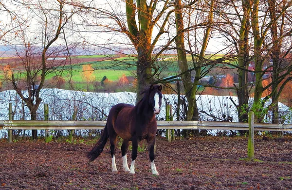 Wiejski krajobraz z brązowy koń — Zdjęcie stockowe