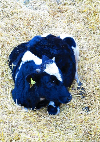 Ternero de vaca en la paja — Foto de Stock