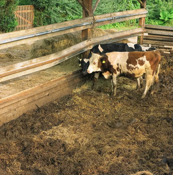 Сельская сцена с двумя коровами — стоковое фото