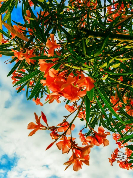 Zalm-gekleurde oleander bloemen — Stockfoto