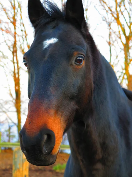 Portret wspaniałego konia pełnej krwi — Zdjęcie stockowe
