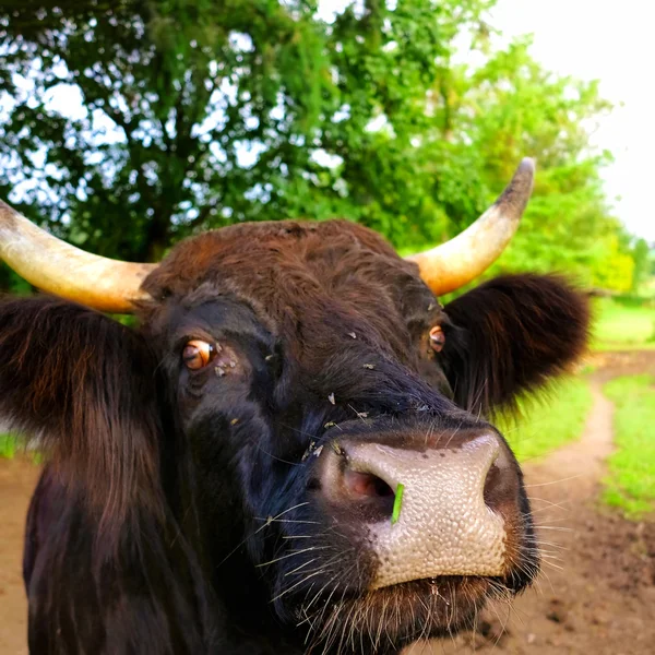 Büffel — Stockfoto