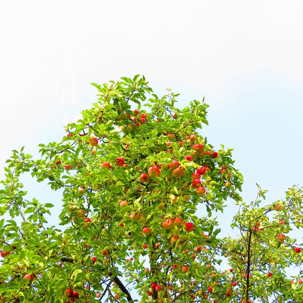 빨간 사과가 달린 사과 나무 — 스톡 사진