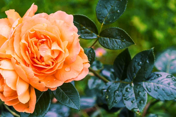 Beautiful salmon colored roses — Stock Photo, Image