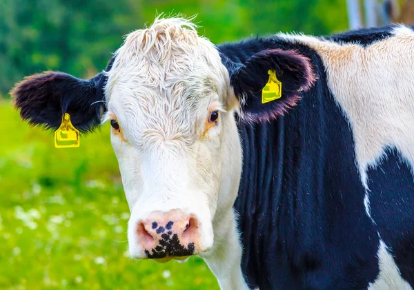 Vacca bianca e nera sul prato — Foto Stock