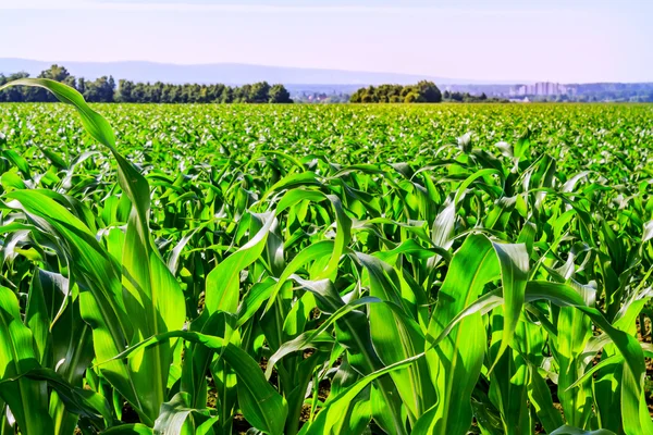 Campos de milho — Fotografia de Stock