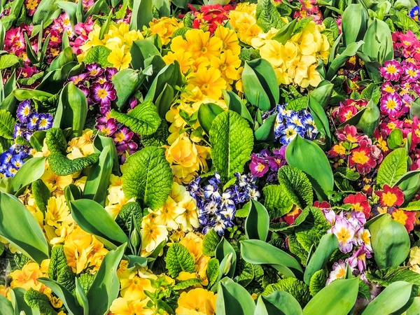 Multicolored primulas — Stock Photo, Image