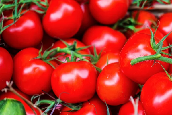 Tomates vermelhos maduros — Fotografia de Stock