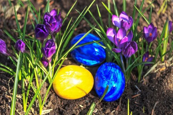 Uova di Pasqua tra crochi viola — Foto Stock